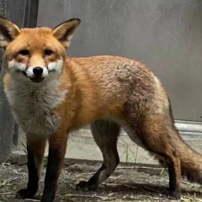 Raposa trazida por navio de Inglaterra deixa quarentena em Nova York