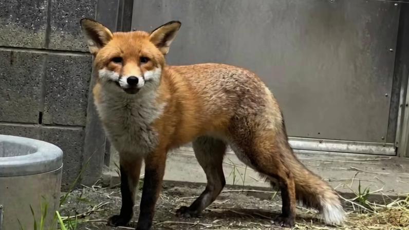 A raposa Basil no zoológico do Bronx, em Nova York (EUA)