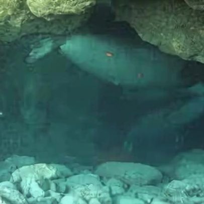 Foca rara se esconde em cavernas na Grécia para evitar turistas