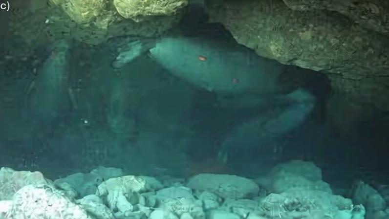 Focas-monge-do-mediterrâneo registradas em cavernas submersas na Grécia