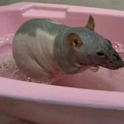 Mãe dá banho de banheira em ratinho de estimação e vídeo viraliza