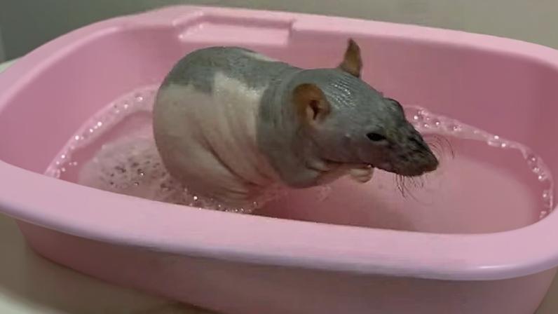 Ratinho de estimação tomando banho — Foto: Reprodução/Instagram