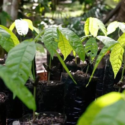 MPF investiga contaminação em mudas de cacau na Bahia