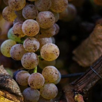 Petit Manseng na Virgínia pode tornar-se a nova uva símbolo do estado