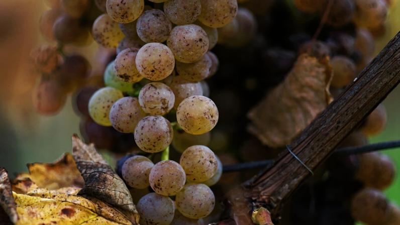 Petit Manseng na Virgínia pode tornar-se a nova uva símbolo do estado