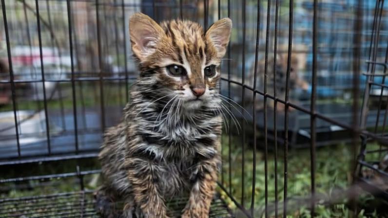 Tailândia, canaviais queimados viram armadilhas para filhotes de gato-leopardo