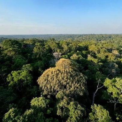 Floresta primária domina biodiversidade na Amazônia