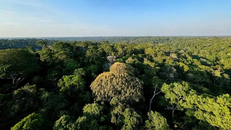 Floresta primária domina biodiversidade na Amazônia