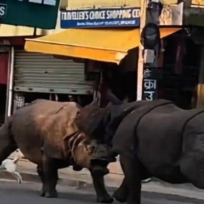 Rinocerontes brigam na rua no Nepal e assustam turistas