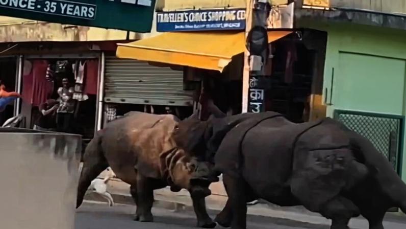 Rinocerontes brigam no meio da rua e assustam pedestres