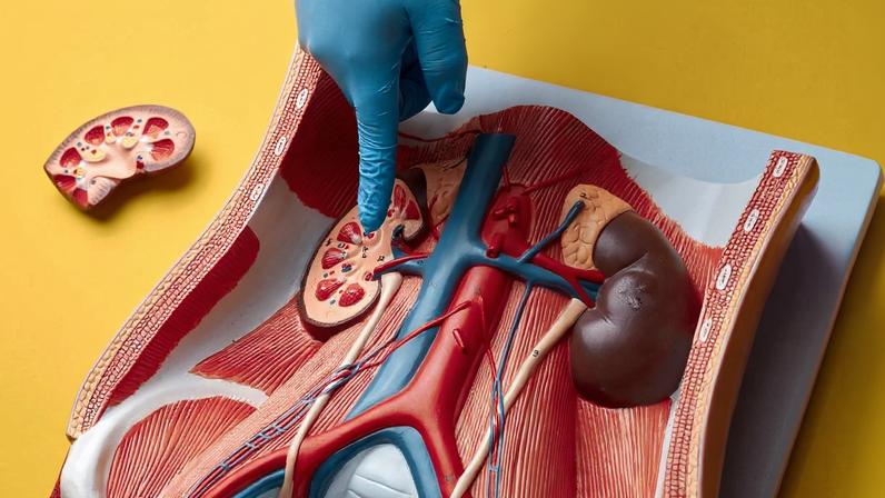 Foto colorida de maquete do interior do corpo humano e dedo apontado para os rins - Metrópoles