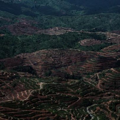 Brechas comprometem compromissos anti-desmatamento da indústria do óleo de palma