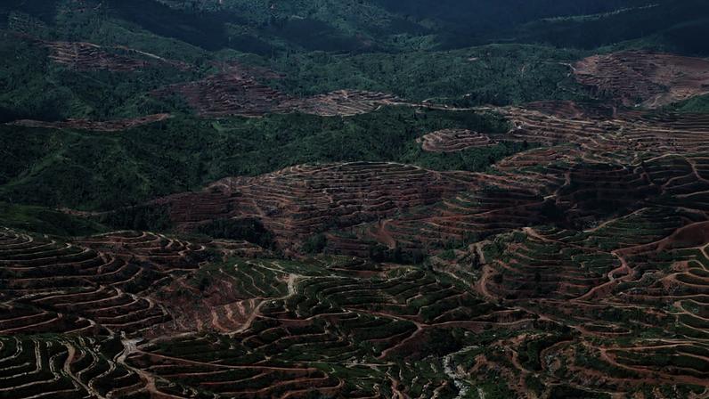 Brechas comprometem compromissos anti-desmatamento da indústria do óleo de palma