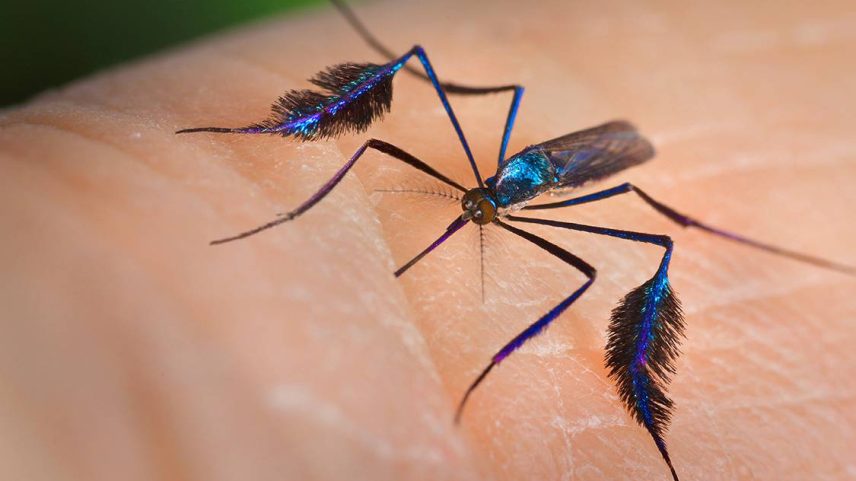 Mosquito sabethes, um dos transmissores da febre amarela