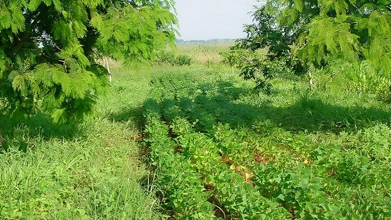 Experimento foi feito ao longo de 6 anos em fazenda de Santo Antônio de Goiás (GO)