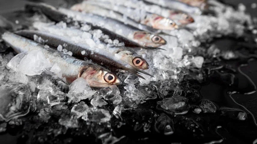 Pesca de peixes pequenos, ou sardinhas, em ângulo alto com gelo. Metrópoles