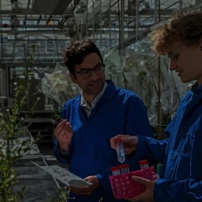 Estudo revela como plantas de tabaco produzem nicotina