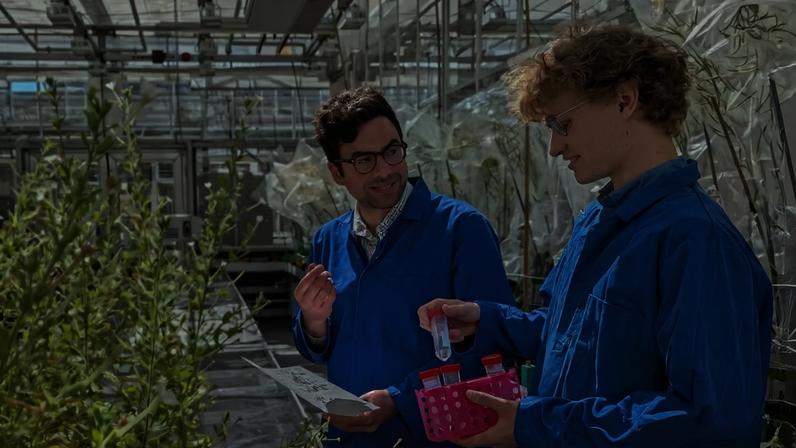 O mistério de como as plantas de tabaco produzem nicotina existe desde o final da década de 1820 — Foto: Universidade de York