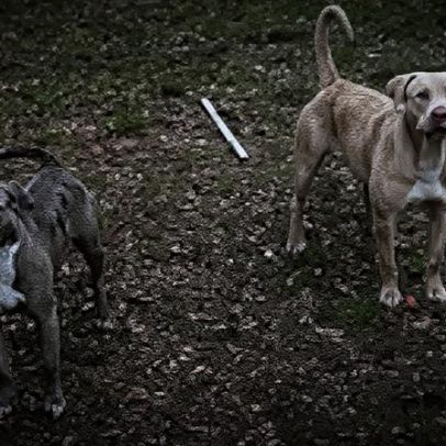 Mulher morre após ataque de dois pit bulls nos EUA