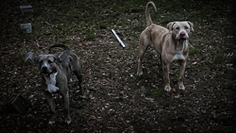 1 de 1 Pitt bulls que mataram mulher nos EUA - Metrópoles - Foto: Reprodução/redes sociais