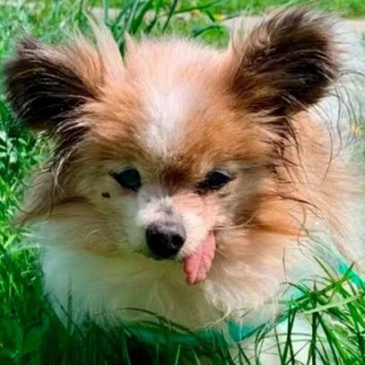 Cão de 31 anos, mais velho do mundo, encontra novo lar após morte da tutora