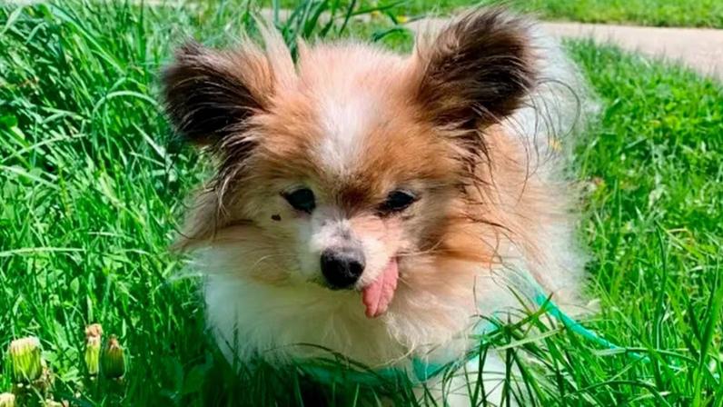 Lazare, o cachorro mais velho do mundo — Foto: reprodução/Instagram