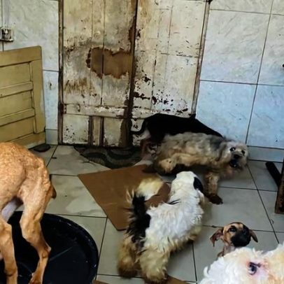 CMA aprova maior proteção aos animais e penas mais duras para maus-tratos
