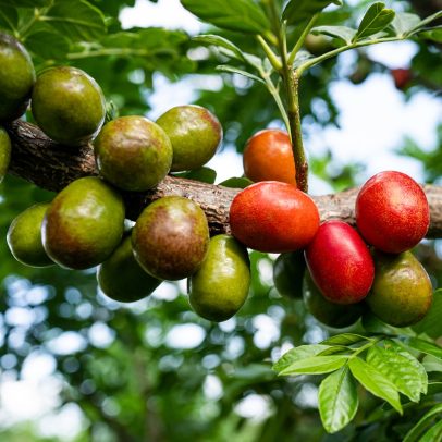 Fruta que ajuda no emagrecimento e na imunidade é fácil de cultivar