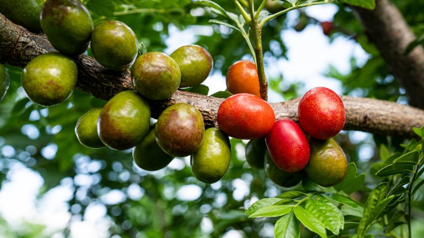 Fruta seriguela
