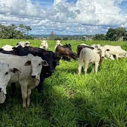 IA apoia manejo de plantas daninhas em lavoura e pecuária integrada