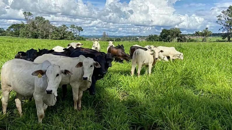 A adoção de práticas sustentáveis, que compõem a estratégia ILP, altera o comportamento das plantas daninhas — Foto: Divulgação/Embrapa