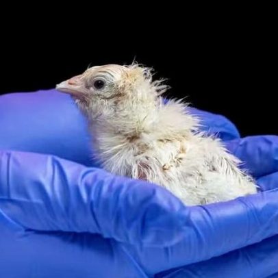 Empresa cria ovos artificiais e avança em recriar aves extintas
