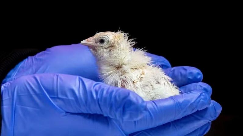 Pintinho desenvolvido no sistema experimental da Colossal Biosciences após o processo de incubação em estrutura artificial criada com impressão 3D