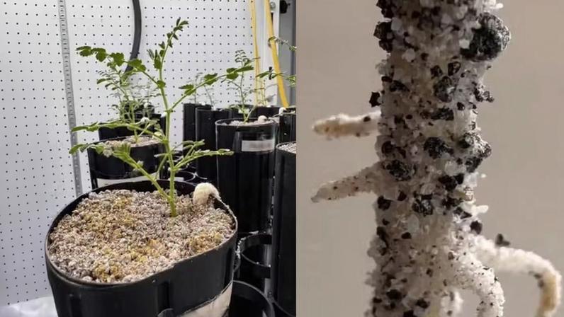 À esquerda: instalação experimental com grãos-de-bico cultivados em solo lunar artificial. À direita: raiz de grão-de-bico coberta com o solo lunar simulado — Foto: Jessica Atkin