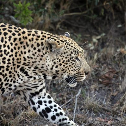 Dia Internacional do Leopardo: Perspectiva incerta para o felino