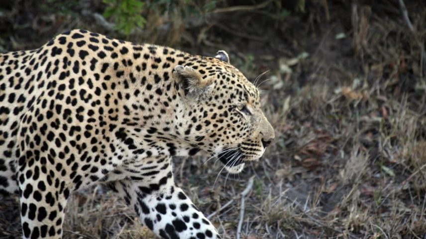 Dia Internacional do Leopardo: Perspectiva incerta para o felino