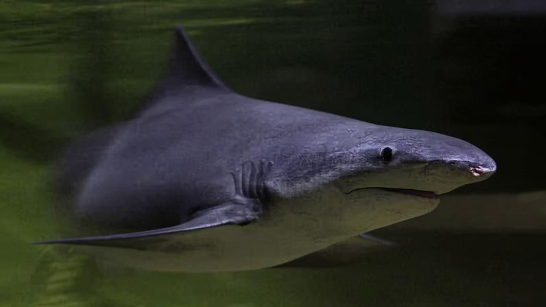 Estima-se que restem menos de 2.500 tubarões-dente-de-lança adultos na natureza. Novo estudo estimou a idade de uma população dessa espécie usando lasers — Foto: Bill Harrison/ Wikipedia