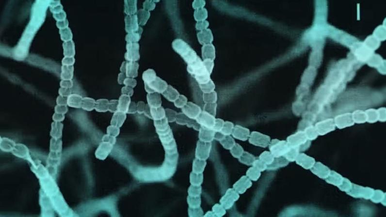 Micrografia eletrônica de varredura de uma bactéria do gênero Streptomyces. Microrganismos têm potencial para uso na agricultura, segundo estudo