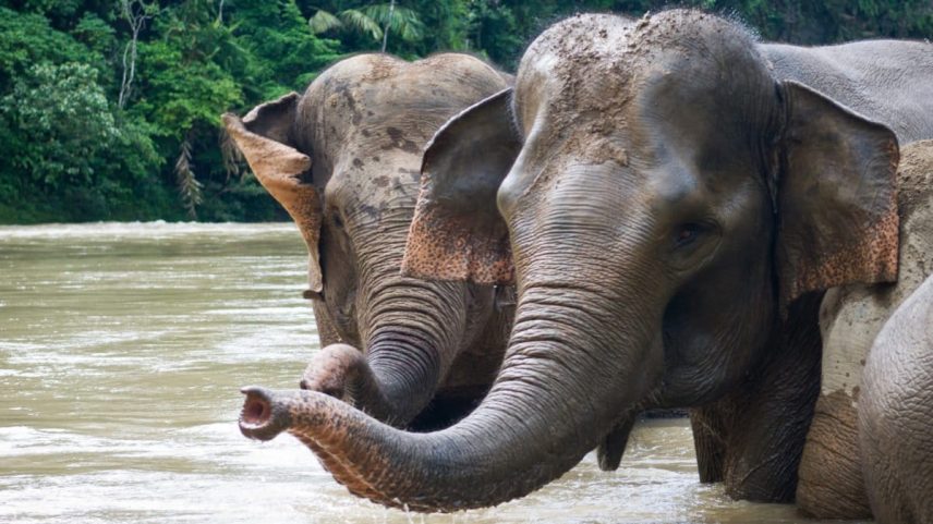 Sumatran elephants play in water.