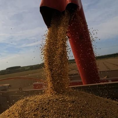 ABIOVE prevê processamento de soja em nível recorde
