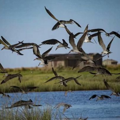Lagoa do Peixe, importante santuário de aves no Brasil