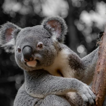 Novo parque nacional da Austrália conecta habitats para proteger coalas
