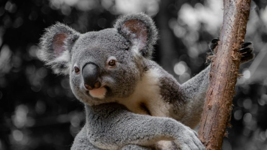 A koala.