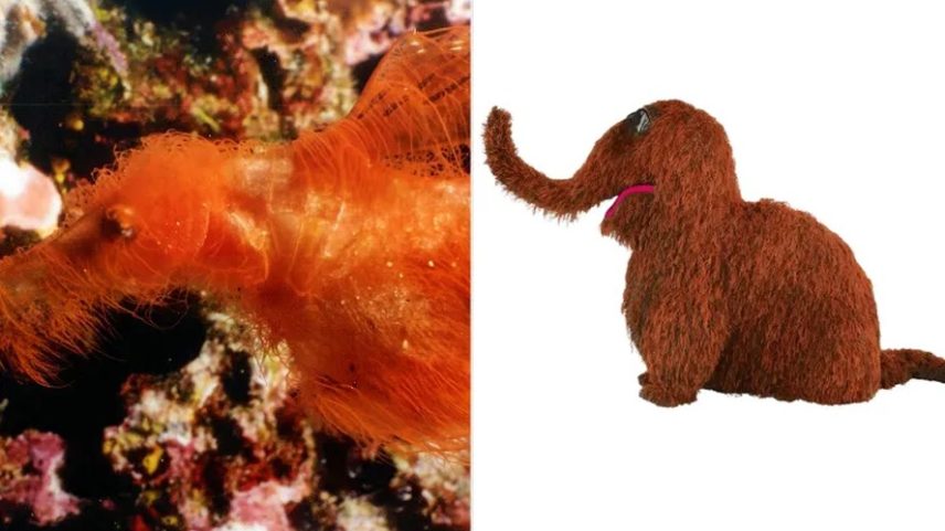O recém-descoberto peixe-cachimbo-fantasma-peludo e o Sr. Snuffleupagus. — Foto: David Harasti
