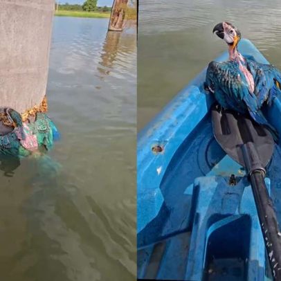 Pescador registra resgate de filhote de arara-canindé em área alagada Rondônia