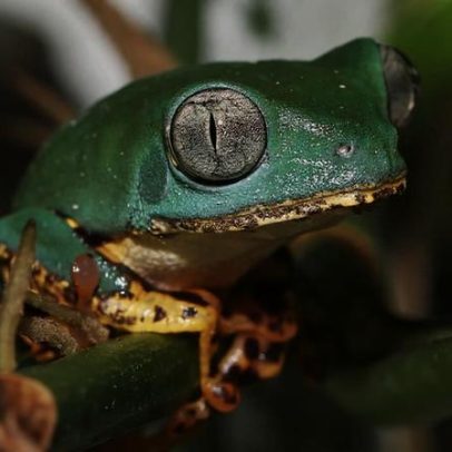 Amazônia resistente ao fogo, mas perda de diversidade persiste, aponta estudo