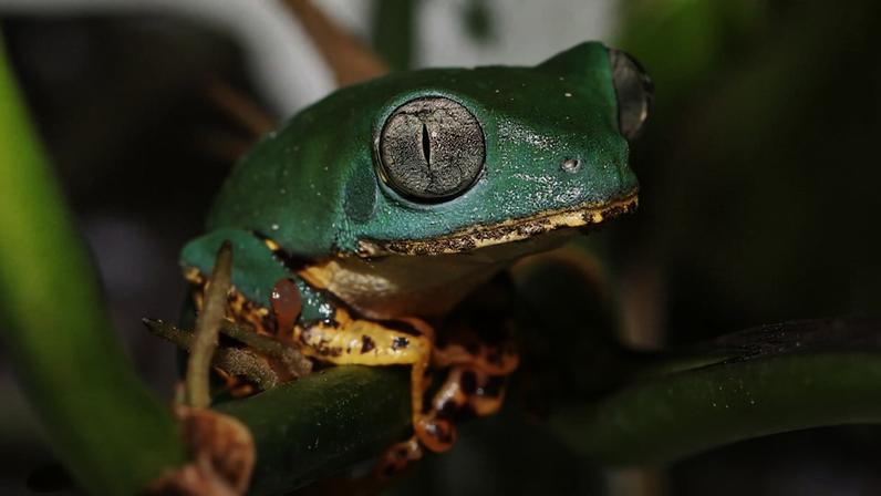 A tiger-striped tree frog (Callimedusa tomopterna) in the Brazilian Amazon. Image by Rhett A. Butler/Mongabay.