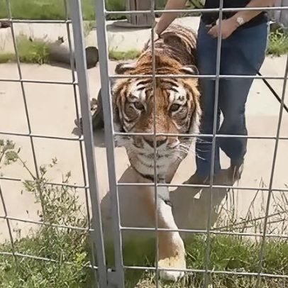 Tigre é morto pela polícia após ferir idoso e fugir de recinto na Alemanha