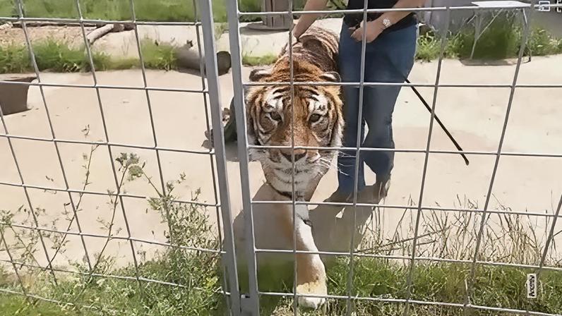 Ex-domadora de circo da Alemanha está sob investigação após um tigre que escapou e atacou um homem