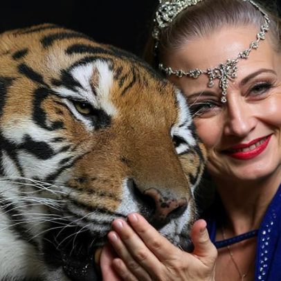 Tigre é morto após escapar da jaula e ferir homem na Alemanha